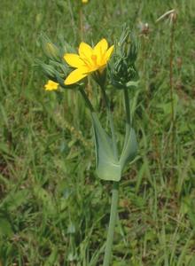 Yellow Wort