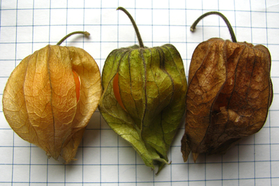 Physalis heterophylla