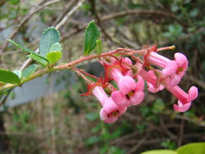 Escallonia rubra