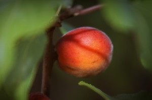 Siberian Apricot