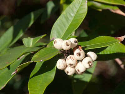 Close-up of Midgen berries