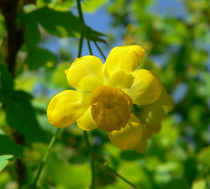 Mahonia