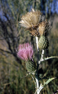 Wavy-Leaved Thistle