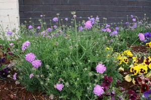 Scabiosa 'Pink Mist