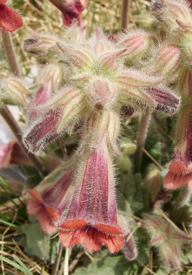 Rehmannia glutinosa