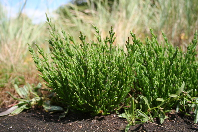 Salicornia europaea