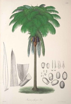 Oenocarpus bataua