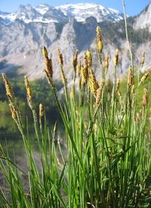 Tufted Sedge