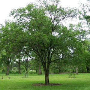 Ulmus macrocarpa