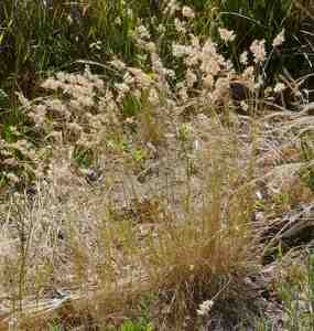 Short wallaby grass