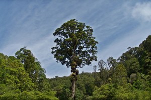 Northern Rata