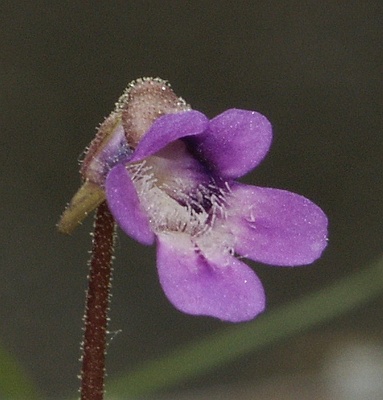 Pinguicula vulgaris