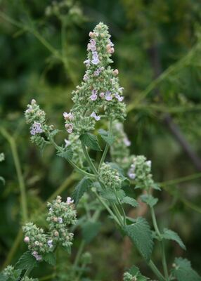 Flowers and leaves of a catnip plant.