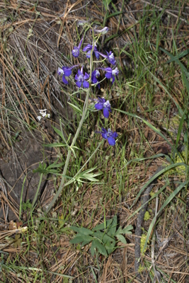 Delphinium nuttallianum