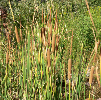 Typha domingensis