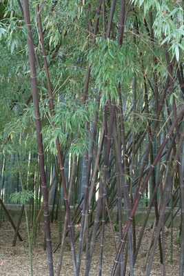 Phyllostachys nigra