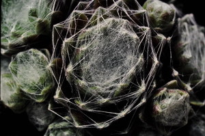 Cobweb Houseleek