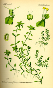 Common Waterwort