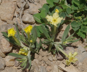 Narrow-Leaf Gromwell