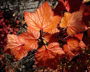 American Red Currant