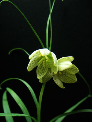 Fritillaria verticillata