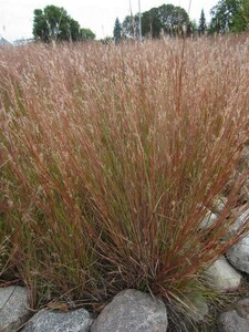 Little Bluestem