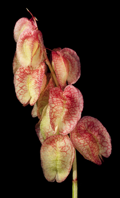 Rumex vesicarius