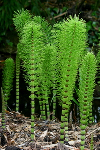 Giant Horsetail