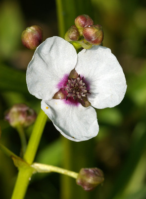 Sagittaria sagittifolia