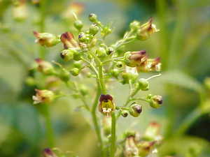 Knotted Figwort