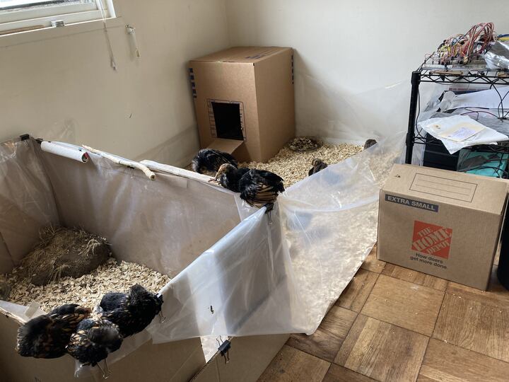 There's a lot going on in this photo, let's break it down.  This is the 
temporary brooder set up in a corner of my room (all cleared out because
I'm packing up to go to Green Hills.)  You can see it's divided into two 
sections.  The smaller section on the lower left with the little hillock
in it is for the Golden Sebrights, and the larger pen is for the Azure
Eggers (you can just see a couple of them over the edge of the plastic
tarp.)

In the lower left corner of the image there are three Sebrights napping
on the edge of the cardboard box!  They like it.  I don't understand how 
it works, I know there is some special roosting ability in chicken legs,
but it's impressive.  I couldn't nap sitting on a fence.

I put several different roosts along the edge of the brooder: a paper
towel tube cut and rolled a little tighter/smaller than normal with a
paper towel around it to offer traction; a length of stick; and a wooden
paint stirrer (never used on paint, I mixed soil with it.)  Still, they
like just the edge of cardboard.

In the back in the corner is the box that the eggers sleep in at night,
and on the right you can see the prototype of my simple computer system
that I'm building.  I have since had to cover that up, the eggers started
jumping up there.  It's incredible how fast chickens grow.  Each day they
seem to "level up" and are ready for new things.  I can't wait to get 
them up to the land and let them run around (inside their respective
runs, of course.)

That reminds me, having the two flocks next to each other like this
should hopefully let them get used to each other as kids, and curtail
inter-flock aggression when they grow up.  The Sebrights are about twice
as old as the eggers now, but they're bantam so the eggers are already a
little larger, and much heavier.  The Sebrights mostly ignore the eggers,
who, frankly, are obnoxiously frightened of me and them and everything
that isn't clearly food.  Once in awhile one of the eggers will jump up
onto the roost and then look around nervously at the Sebrights, who look
back like, "Uh-huh, now what?"
