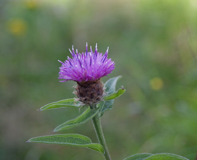 Centaurea nigra