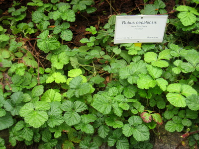 Rubus nepalensis