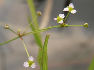 Alisma canaliculatum