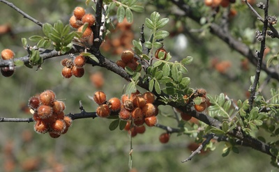 Rhus microphylla