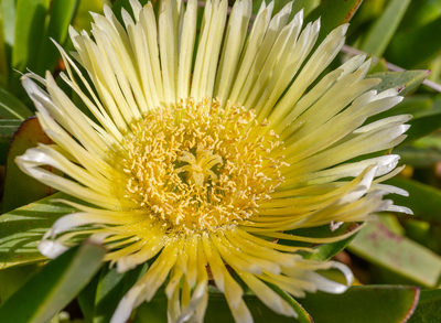 Carpobrotus edulis