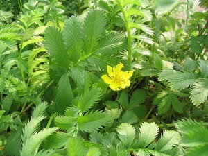 Common Silverweed