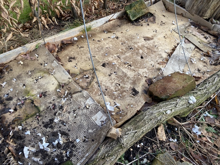 # Garlic bed

I used the small bulbs from last years harvest.

Poked holes in the cardboard and added mixed gloves from the three varieties I saved from last year.
Covered lightly with compost, covered with half rotten grass clippings.