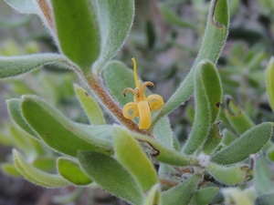 Persoonia rigida