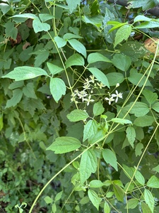 Devil's Darning Needles, Virgin's Bower, Old Man's Beard