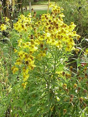 Helenium autumnale