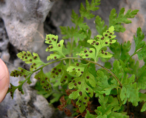 Brittle Bladder Fern