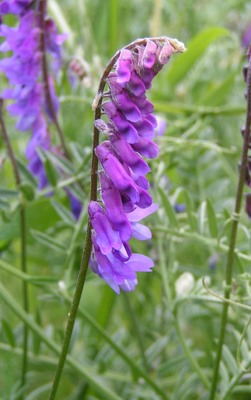 Vicia cracca