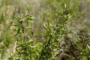 Berlandier's wolfberry