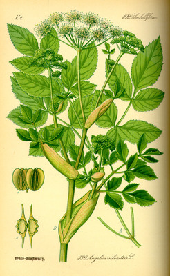 Angelica sylvestris