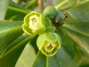 Pepperbark Tree