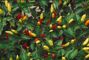 Tabasco Pepper