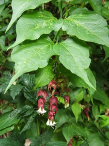 Himalayan Honeysuckle