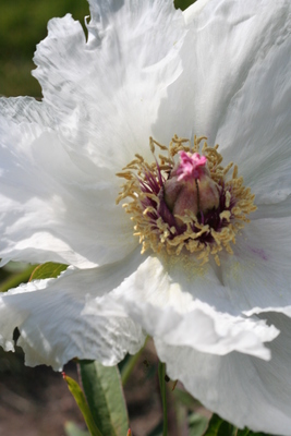 Paeonia ostii