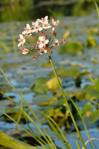 Flowering Rush